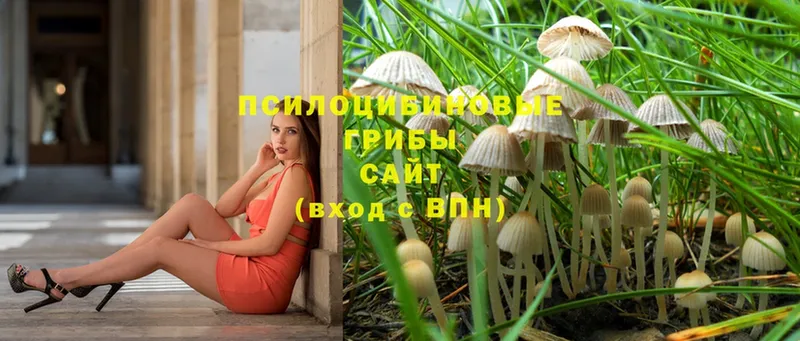 Галлюциногенные грибы Cubensis  Вольск 